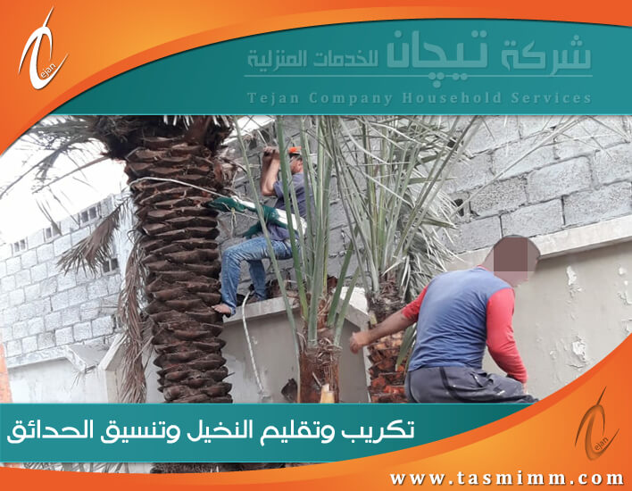 شركة تكريب النخيل بالرياض تقدم خدماتها في تنظيف وتلقيح مزارع النخيل بالرياض وتقليم النخيل